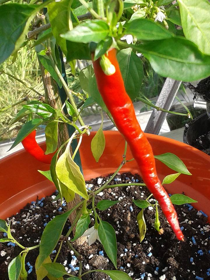 Cayenne