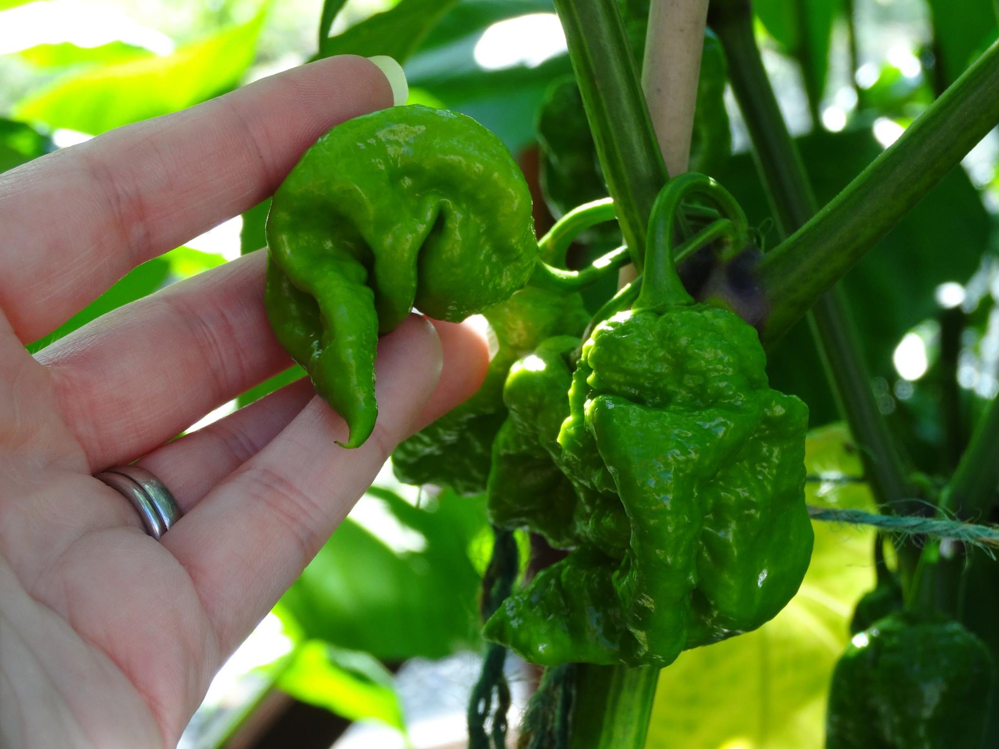 Carolina Reaper