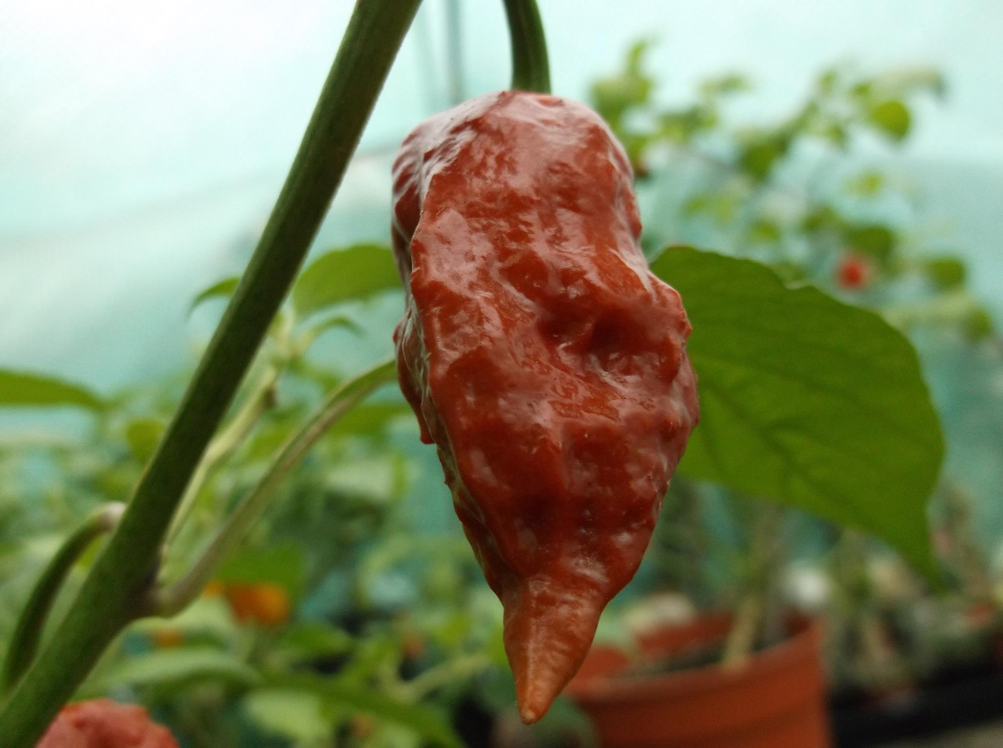 Bhut Jolokia